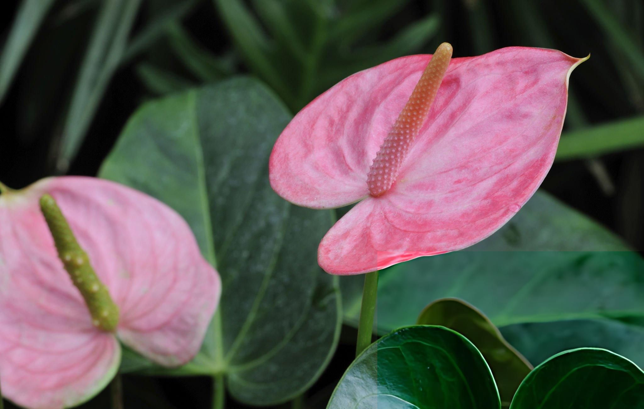 Anthurium grown in Walk-In Tunnels