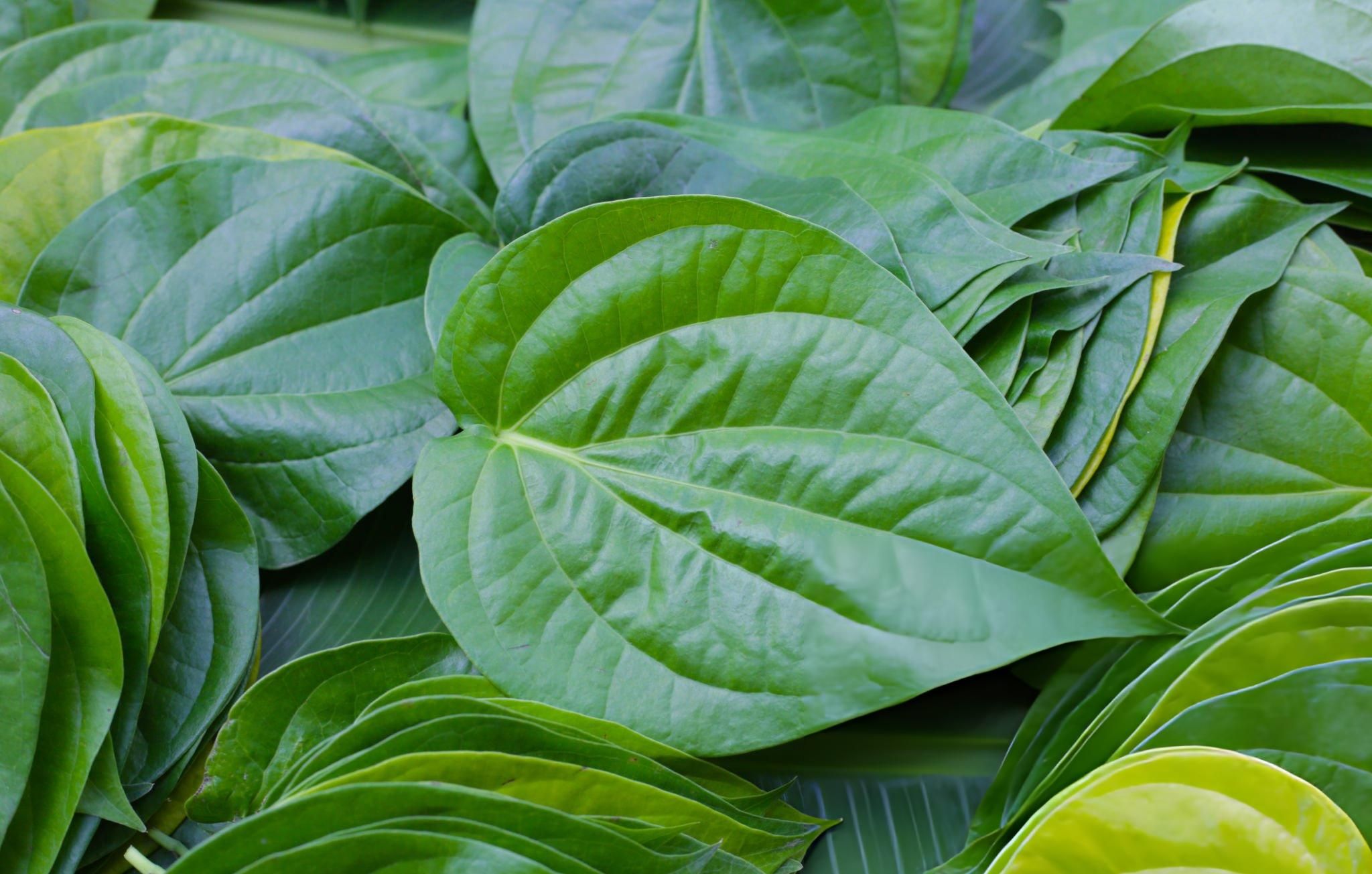 Betel Leaf grown in Walk-In Tunnels