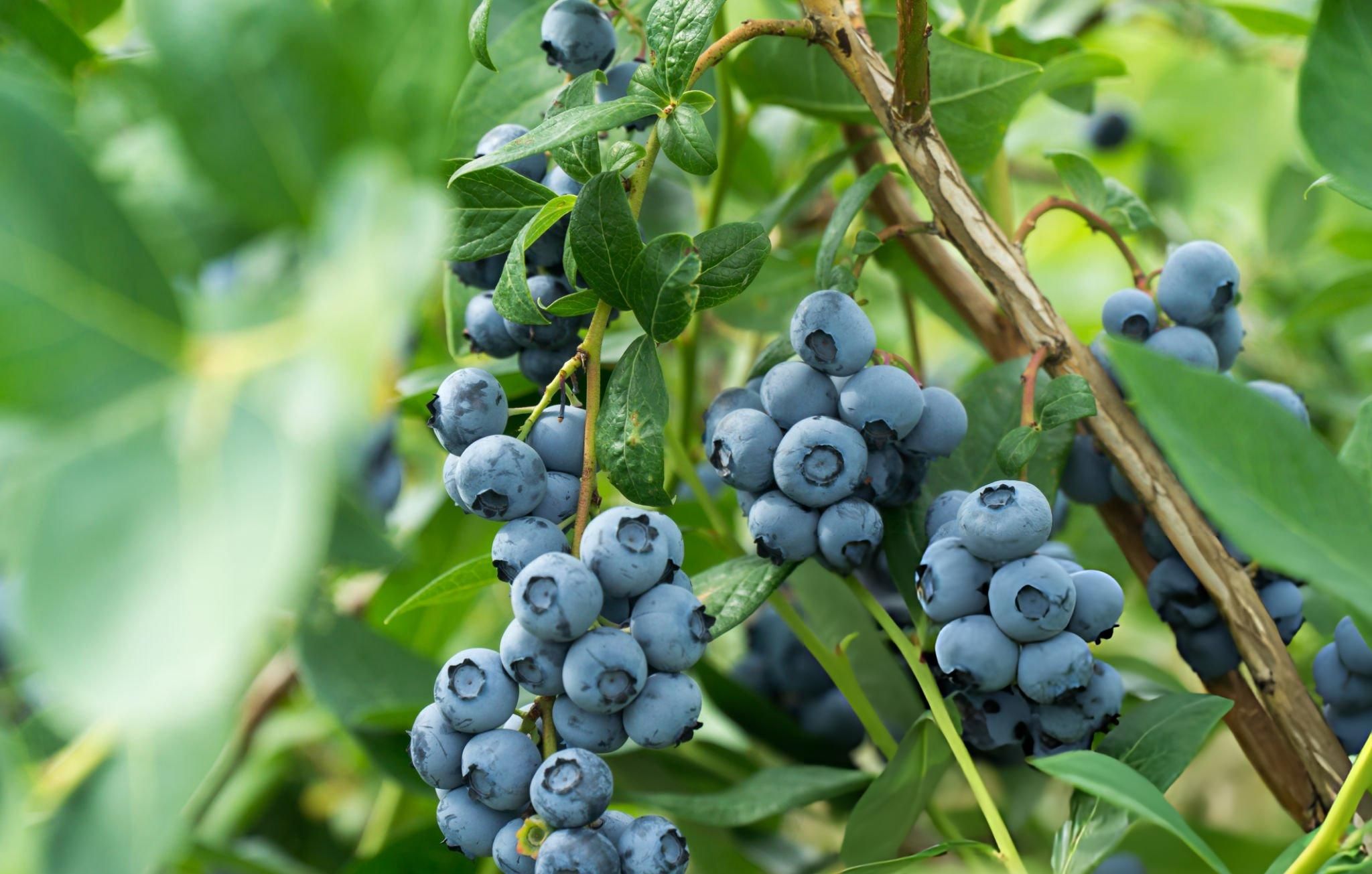 Blue Berry grown in Walk-In Tunnels