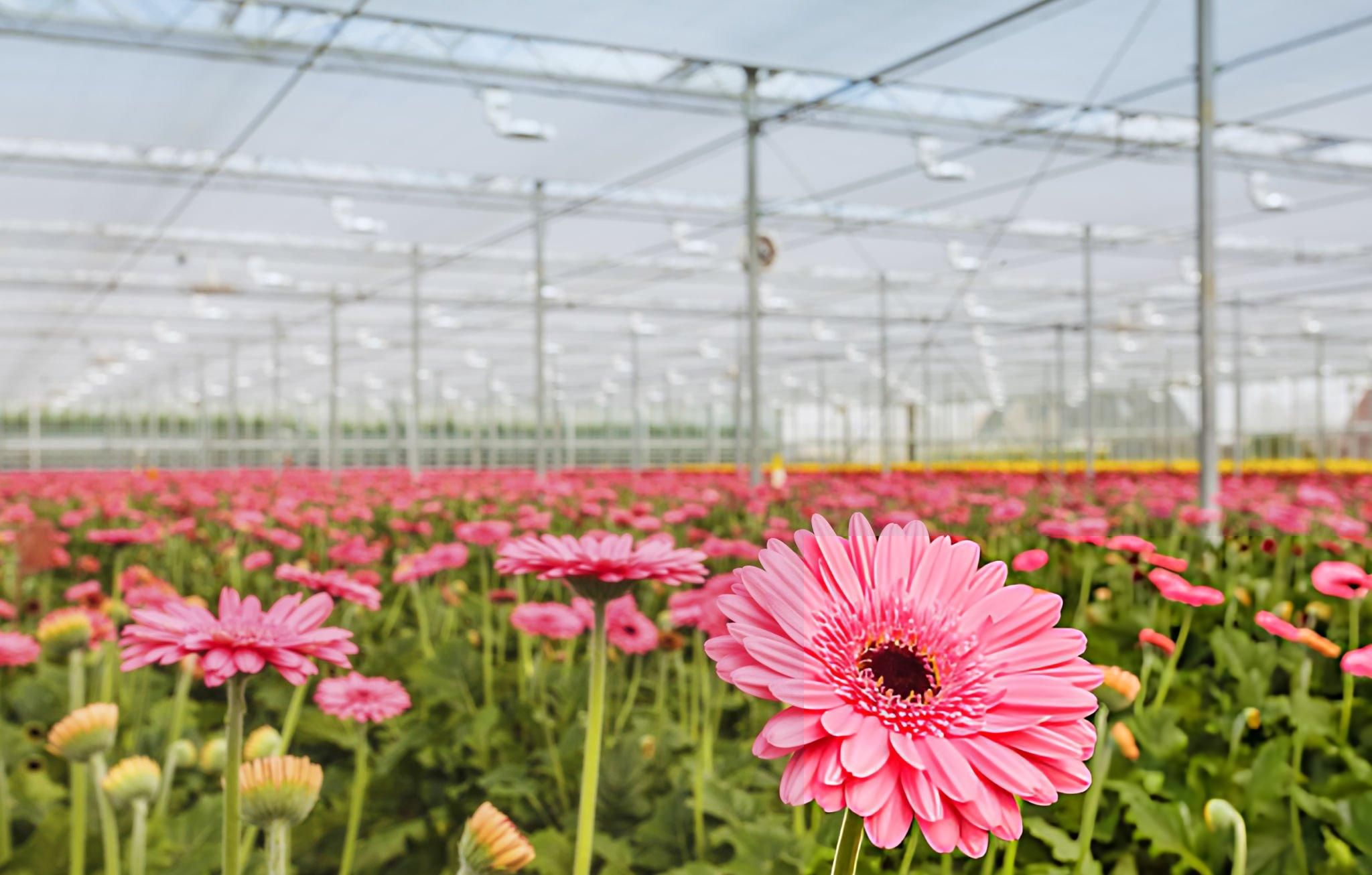 Gerbera grown in Walk-In Tunnels