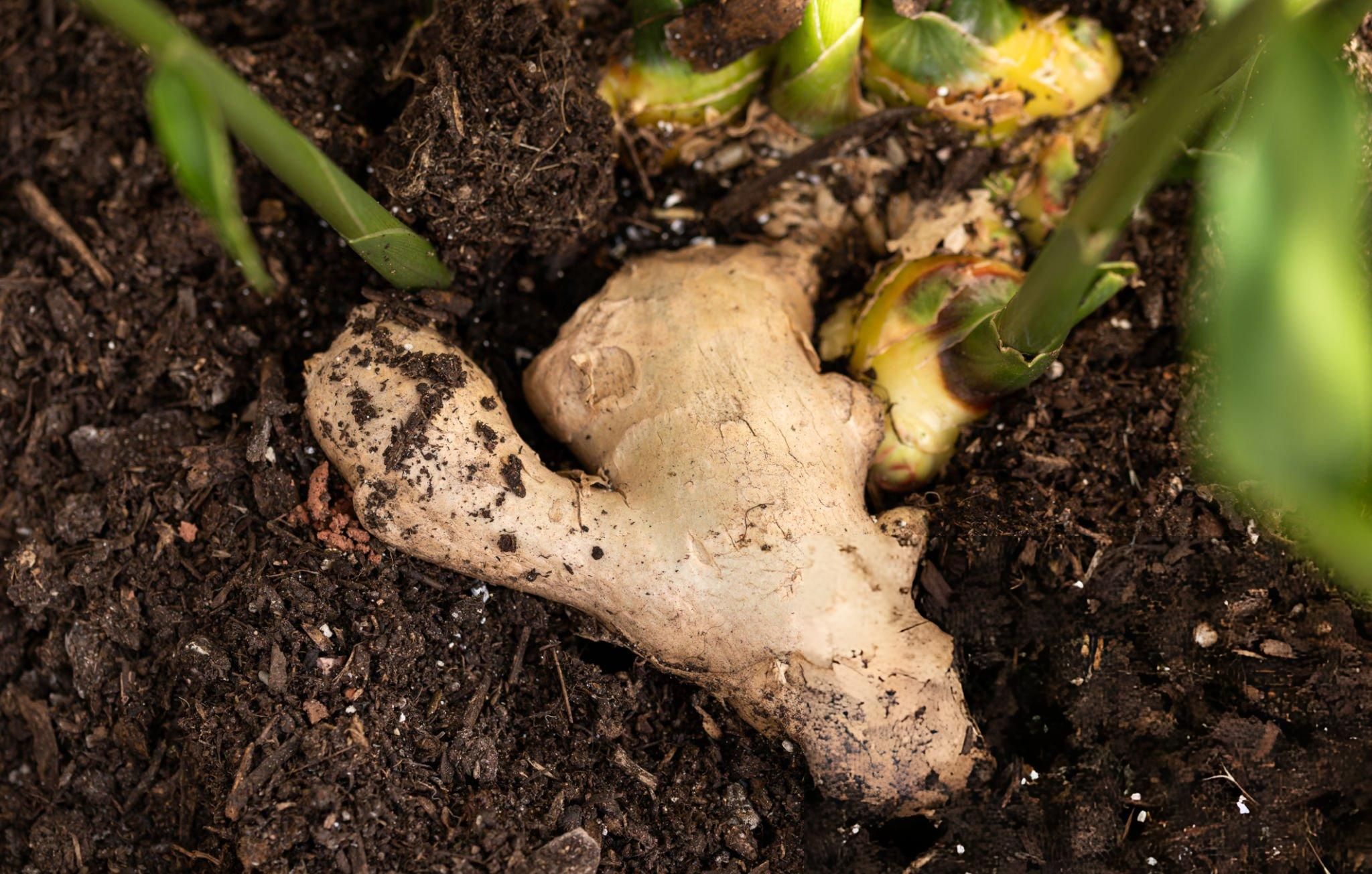 Ginger grown in Walk-In Tunnels