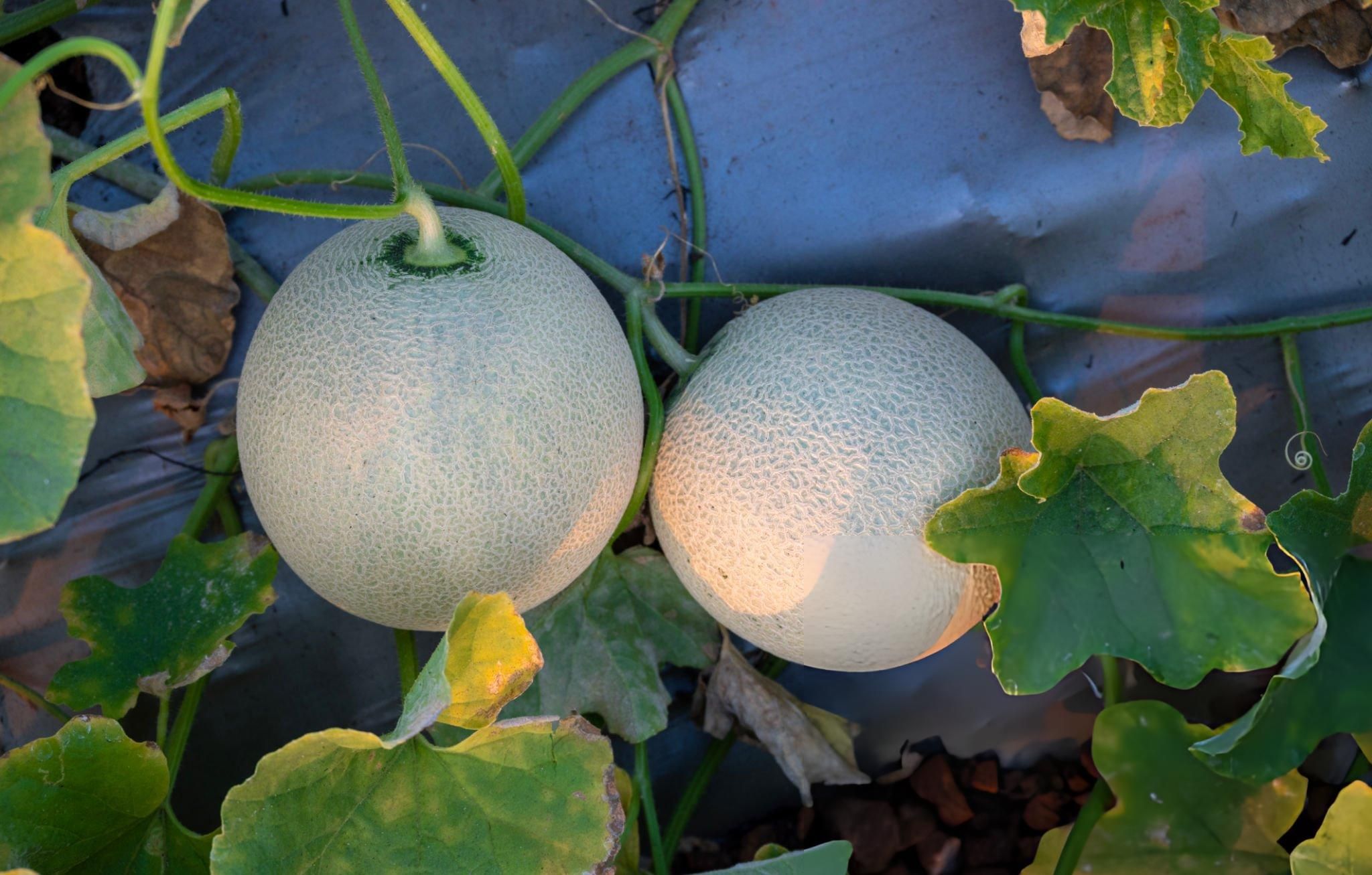 Musk Melon grown in Walk-In Tunnels