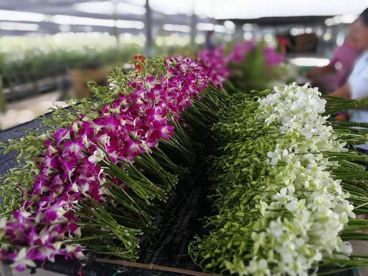 Orchid grown in Walk-In Tunnels
