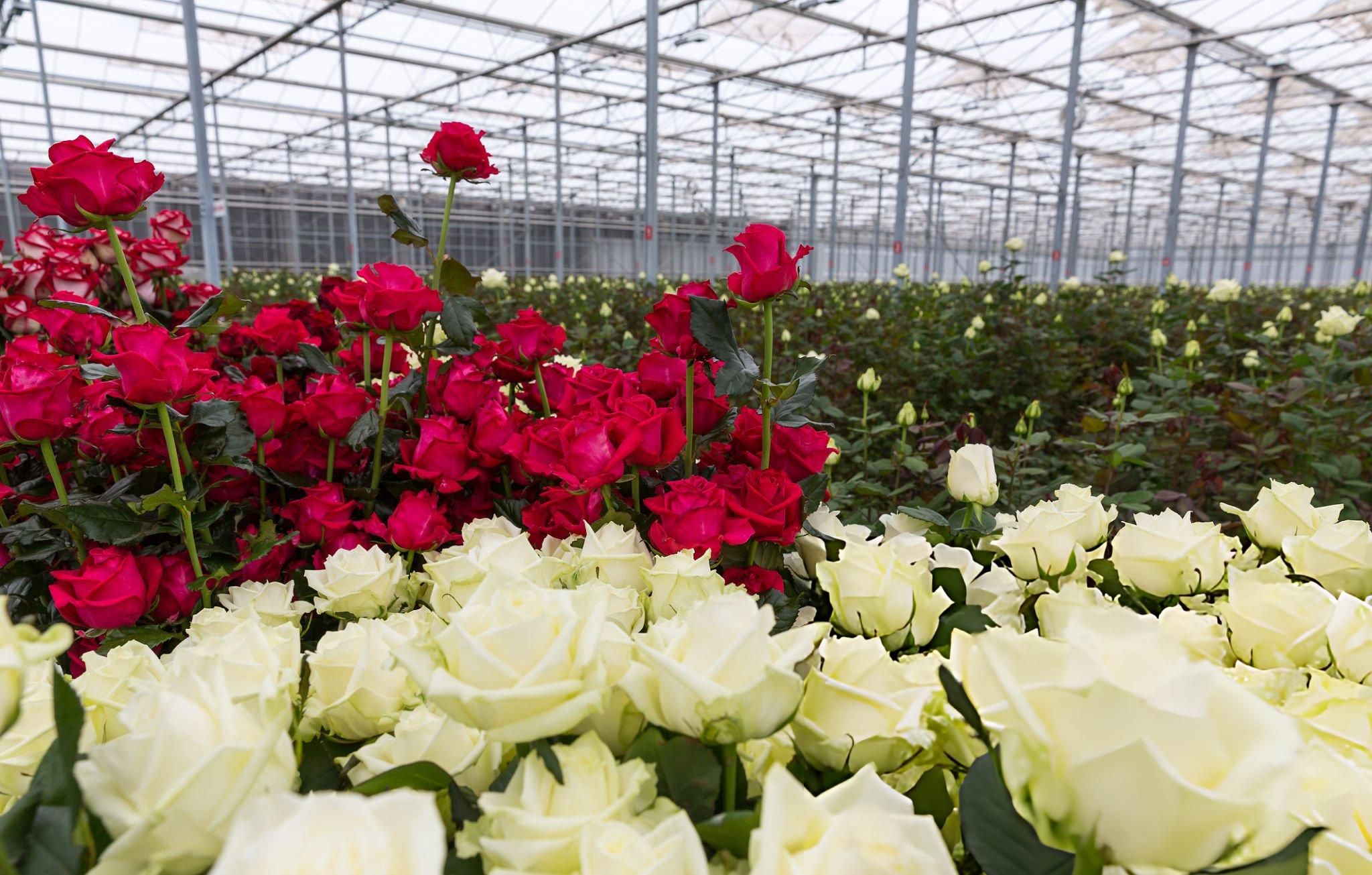 Rose grown in Walk-In Tunnels