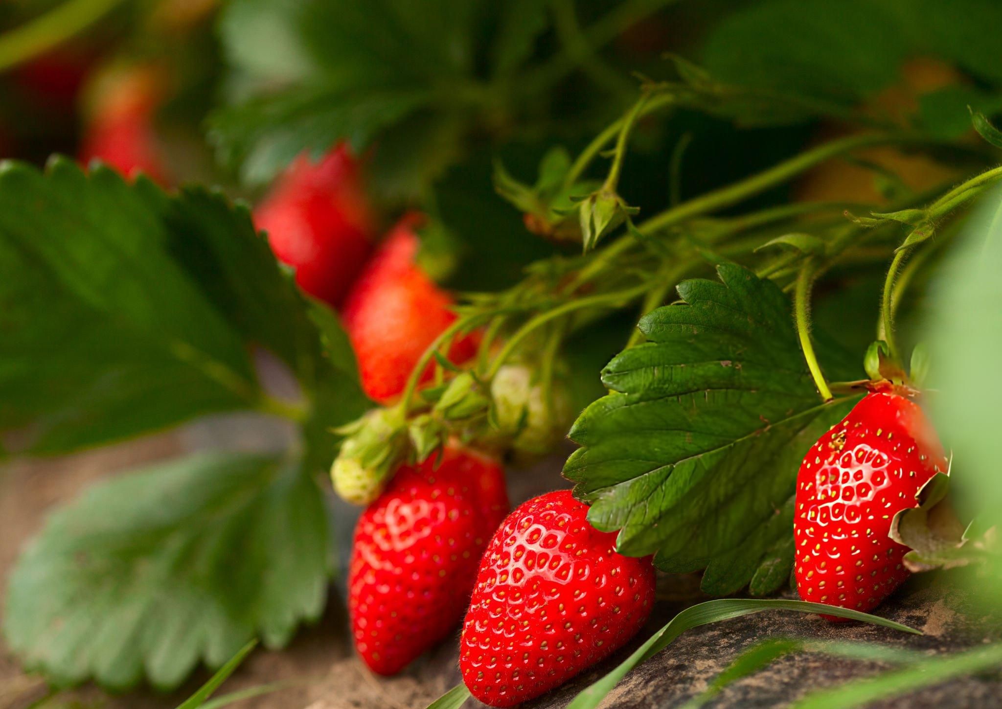 Strawberry grown in Walk-In Tunnels