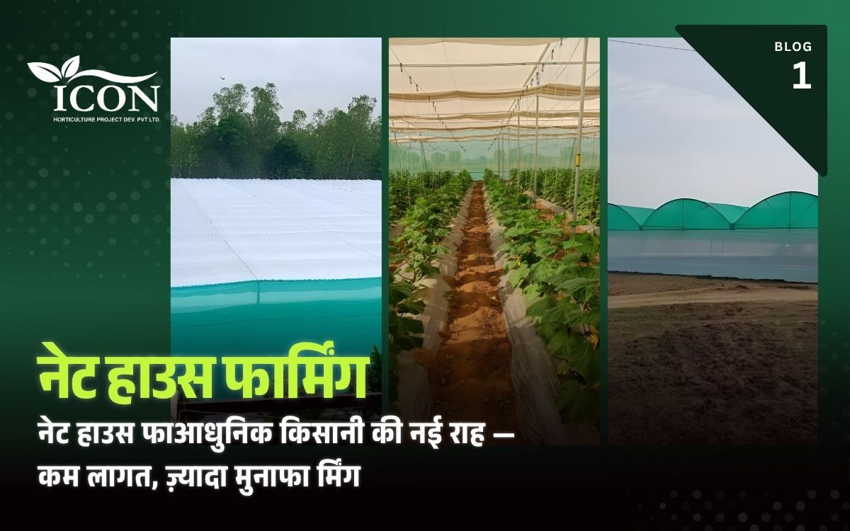 भारत में नेट हाउस फार्मिंग - शेड नेट हाउस के अंदर हरी-भरी फसलें उगाना, ICON Horticulture द्वारा निर्मित
