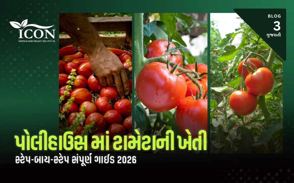 પોલીહાઉસ માં ટામેટાની ખેતી