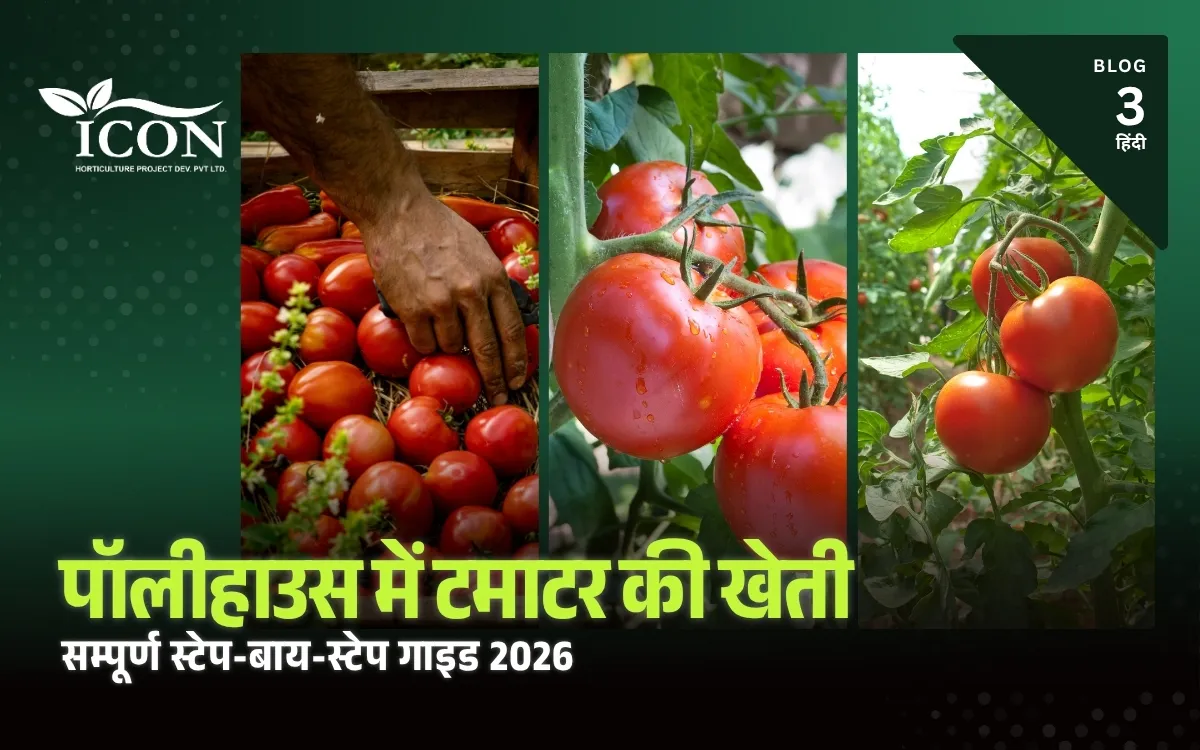 पॉलीहाउस में टमाटर की खेती